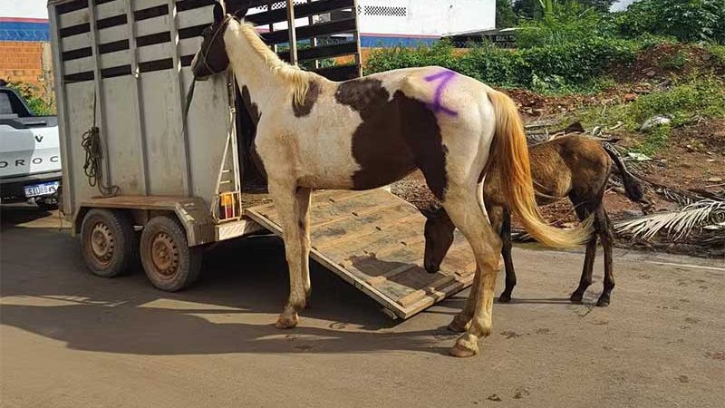 Polícia de Meio Ambiente apreende equinos em situação de maus-tratos, em Unaí, MG