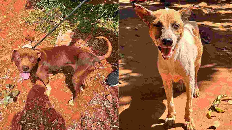 Cães são resgatados com sinais de maus-tratos e leishmaniose em bairros de Campo Grande