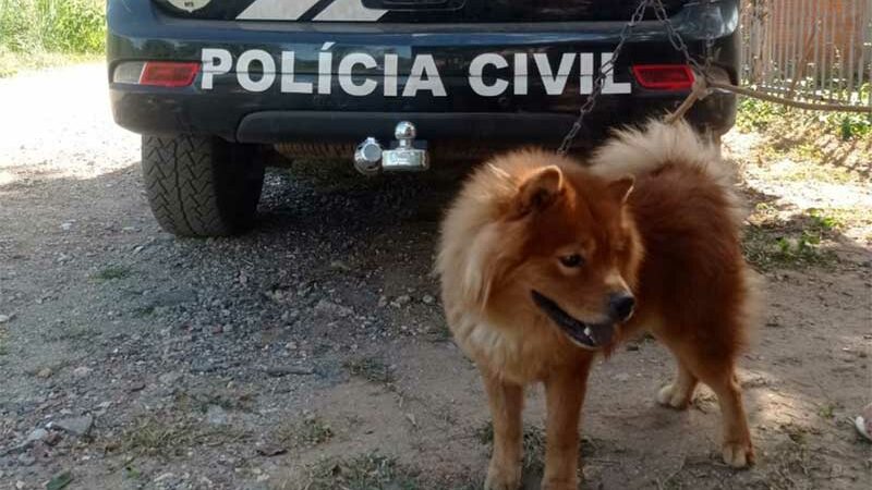 Sem água e comida ou abrigo, cão é resgatado após denúncia em Corumbá, MS