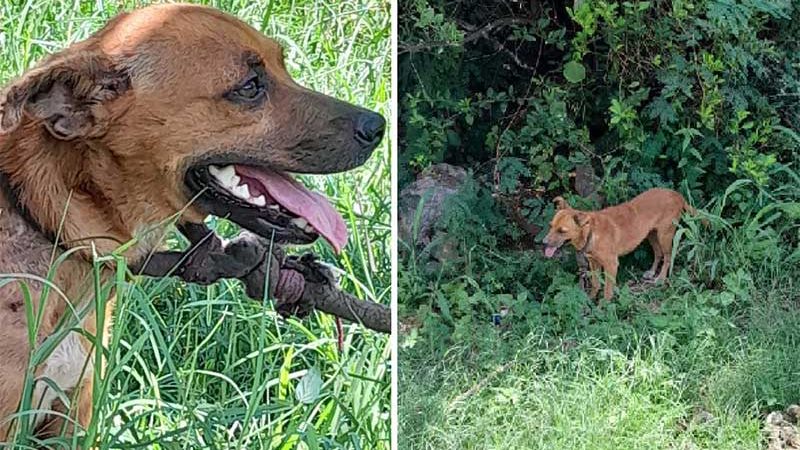 Cão é resgatado em Corumbá (MS) após denúncia de que estava ferido