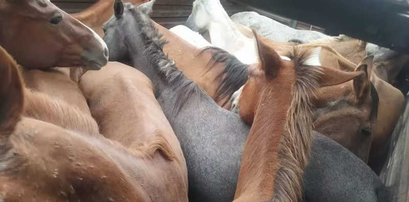 Cavalo morre e outros 28 são resgatados de maus-tratos em caminhão boiadeiro