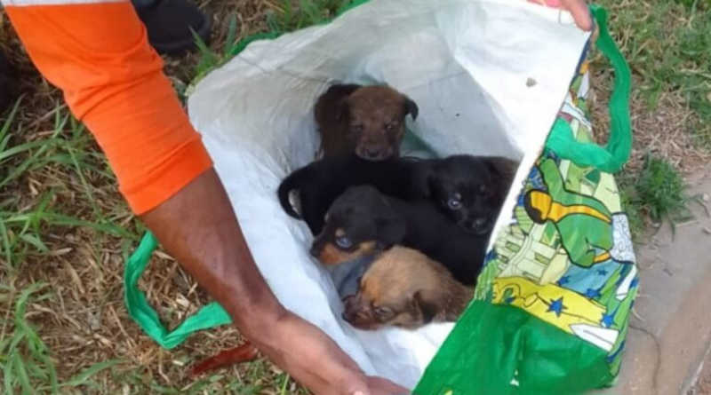 Coletores encontram filhotes em sacola durante coleta de lixo em Rondonópolis, MT
