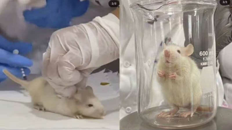 Estudantes de uma universidade no México dissecaram um rato vivo