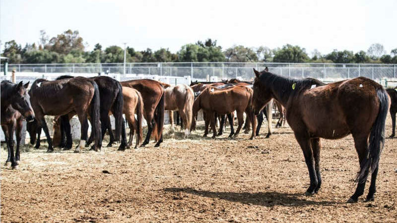 Touro mata cavalo em torneio de laço e tutor joga animal no lixo, no México