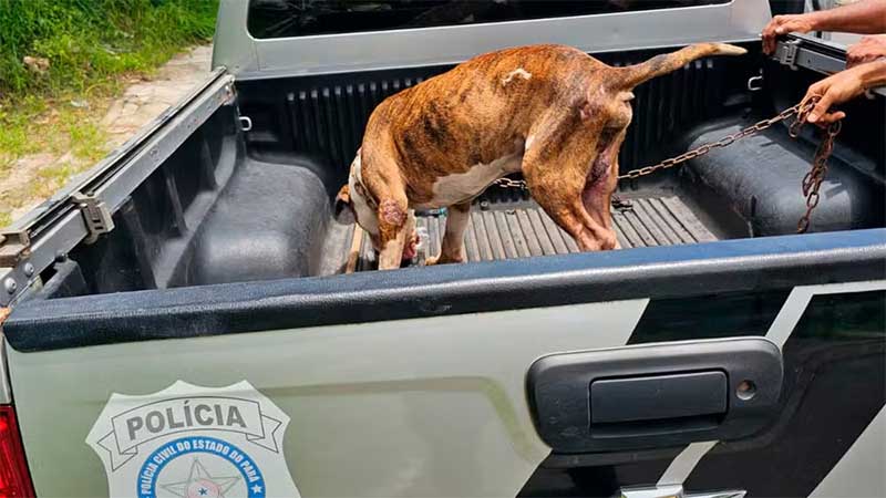 Cachorro é resgatado em situação de maus-tratos em distrito de Belém