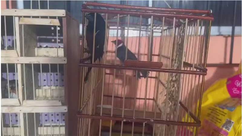 Casal é preso pela Polícia Federal por comércio ilegal de aves silvestres no Pará, Ceará e Maranhão