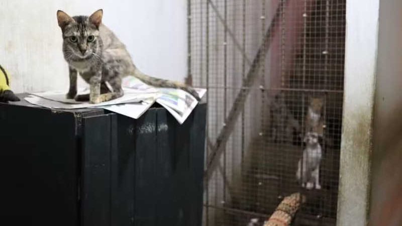 PL aprovado: abandono de animais deve gerar multa de R$ 1 mil no Pará