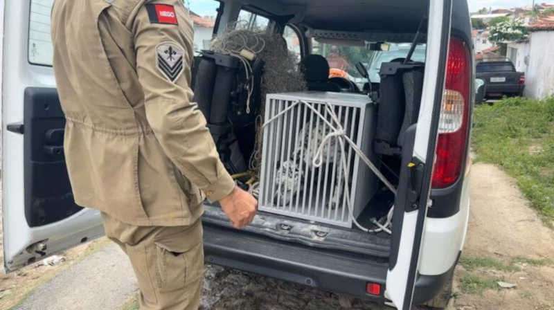 Operação resgata cachorros e aves e prende duas pessoas em flagrante por maus-tratos, em Campina Grande, PB