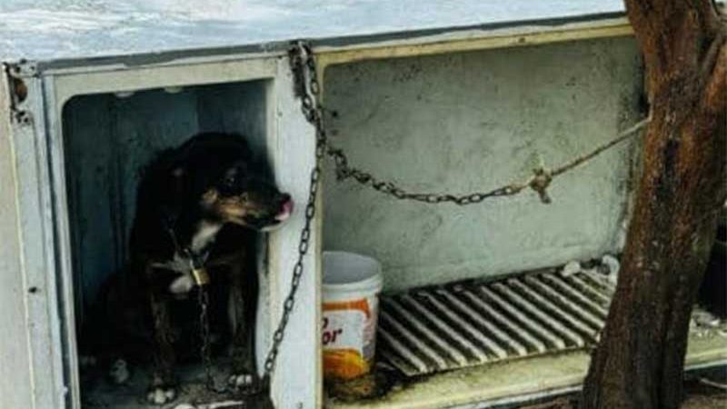 Polícia prende acusados de cometer maus-tratos a animais em Campina Grande, PB
