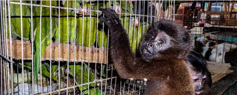 O comércio ilegal de macacos de estimação no Peru também é uma ‘rodovia’ carregando infecções