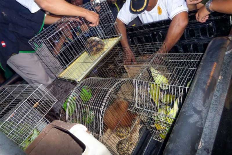 Quando as autoridades locais confiscam macacos traficados, estes são levados para jardins zoológicos e centros de resgate. Imagem cortesia de Patricia Mendoza /Neotropical Primate Conservation–Peru.