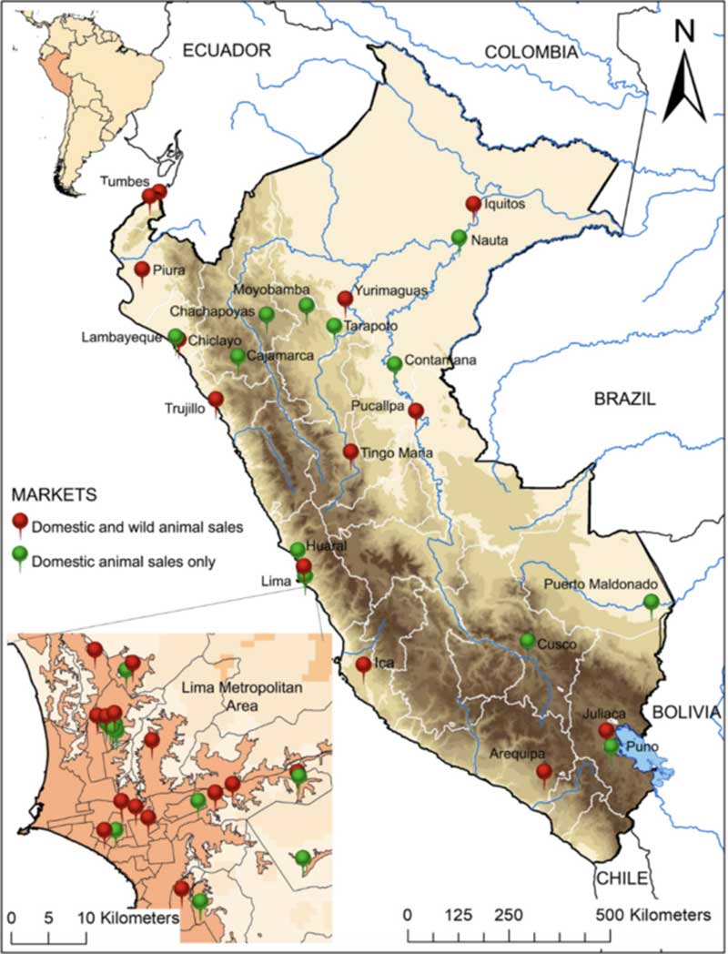 Mapa do Peru mostrando a localização dos mercados que vendem permanentemente vida selvagem viva (pinos vermelhos) ou apenas animais domésticos (pinos verdes). Mapa cortesia de Mendoza et al.