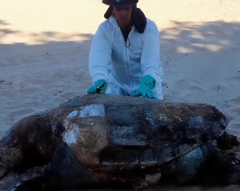 Tartaruga-marinha é encontrada morta na praia de Piedade, em Jaboatão, PE