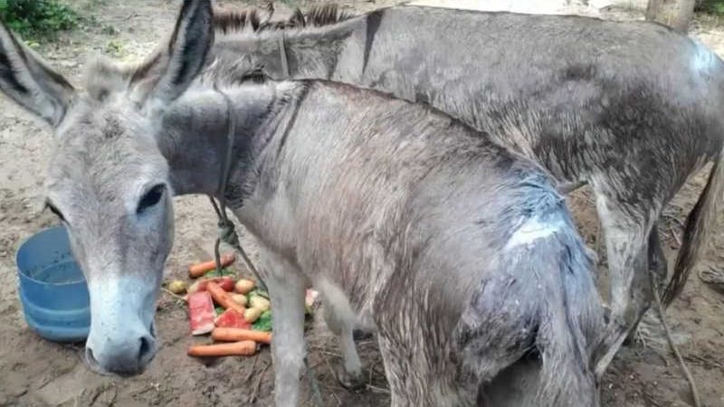 Animais sofrem maus-tratos e aparecem esfaqueados em Barra Grande, PI