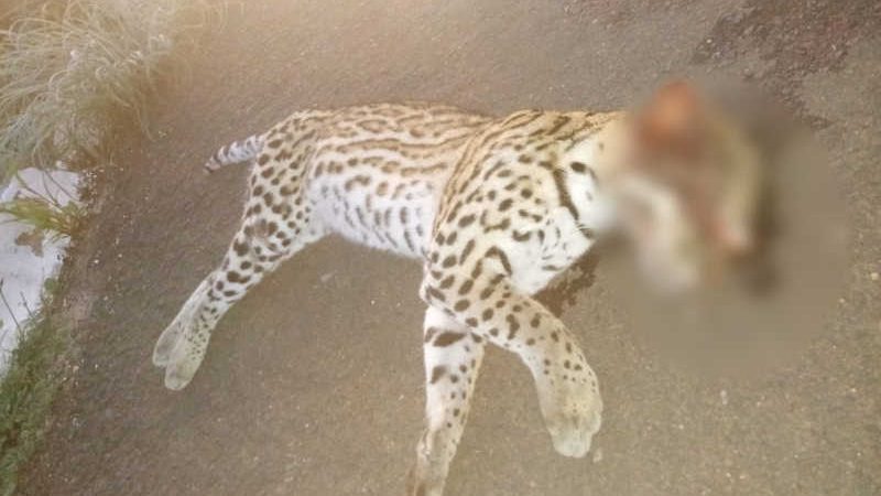 Gato-maracajá é atropelado e morre na BR-343 em Buriti dos Lopes, PI