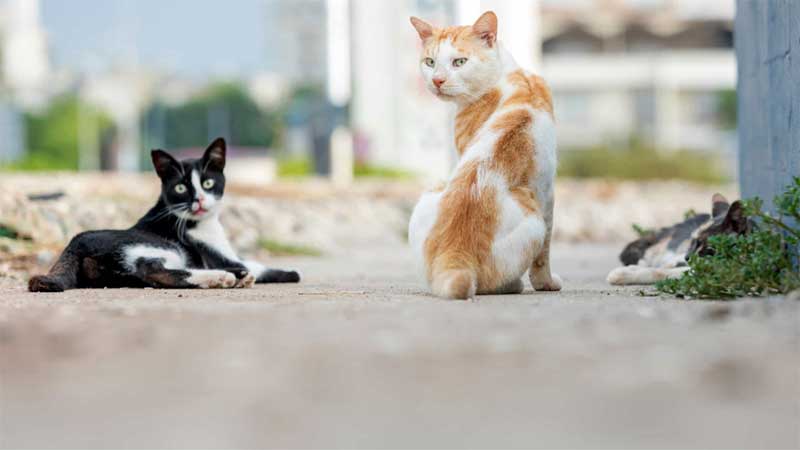 Associação Animais de Rua espera esterilizar os gatos errantes da ilha das Flores, nos Açores
