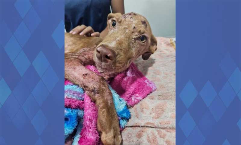 Por maus-tratos a cachorro, morador é preso em Campo Mourão, PR; imagens fortes