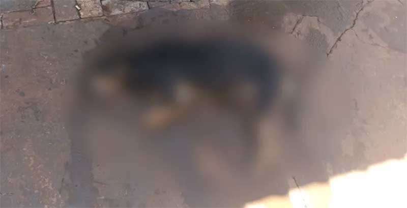 Cachorro morre após ser abandonado no sol em residência no Conjunto Riviera, em Cascavel, PR