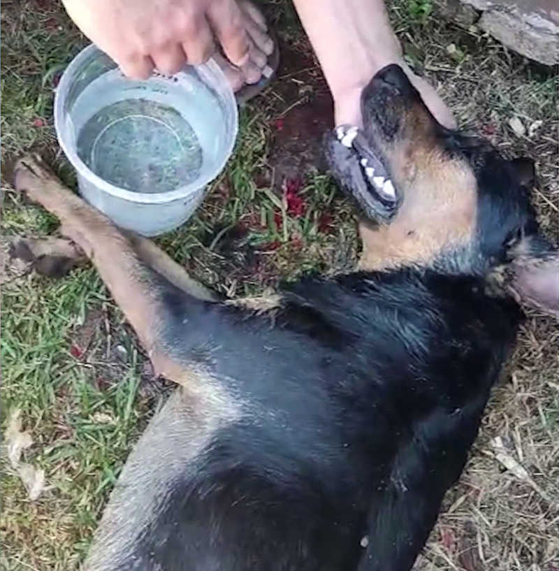 Revoltante: imagens mostram cachorra agonizando em caso de maus-tratos em Cascavel, PR