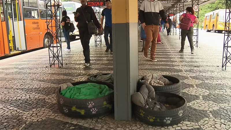 Polícia investiga morte de cães comunitários que moravam em terminal de ônibus em Curitiba