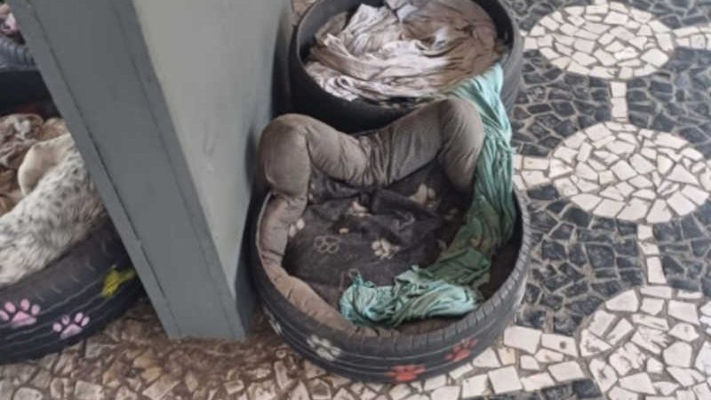 Polícia investiga morte de cachorros por envenenamento em terminal em Curitiba