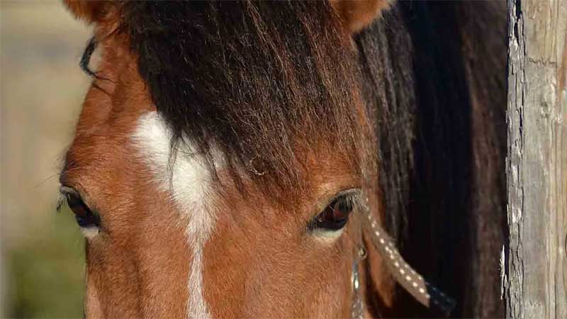 PM atende ocorrência de maus-tratos a cavalo em Godoy Moreira, PR