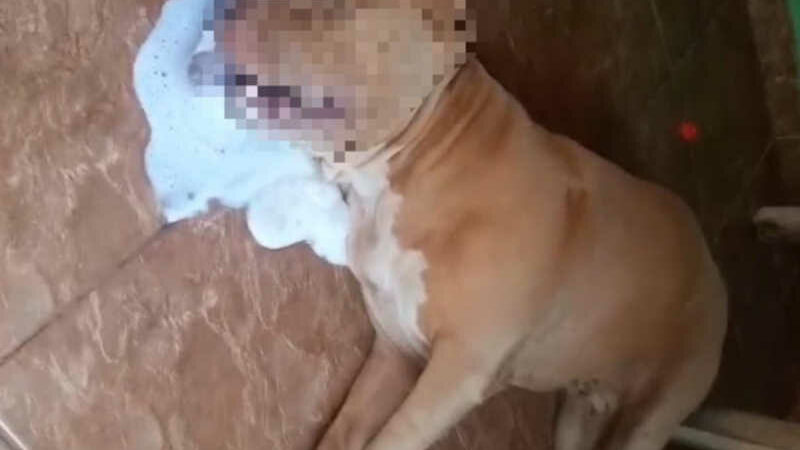 Cadela morre com sinais de envenenamento dentro do próprio quintal em Loanda, PR