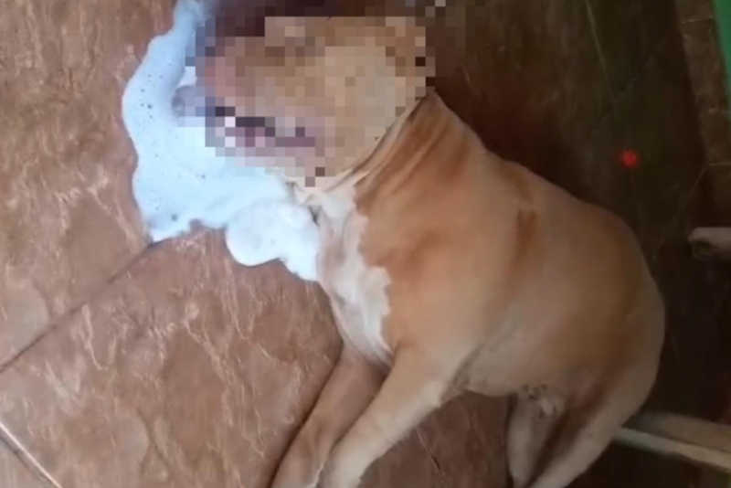 Cadela morre com sinais de envenenamento dentro do próprio quintal em Loanda, PR