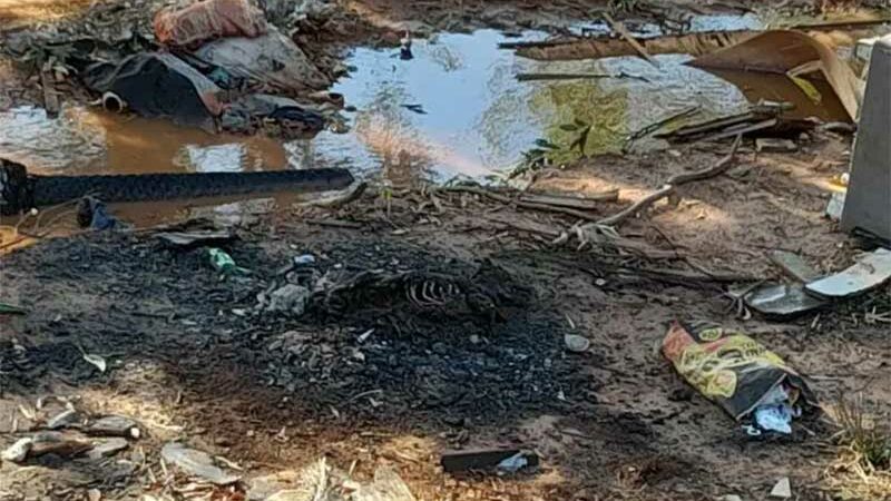 Cachorra com as patas amarradas é queimada viva em Umuarama, PR