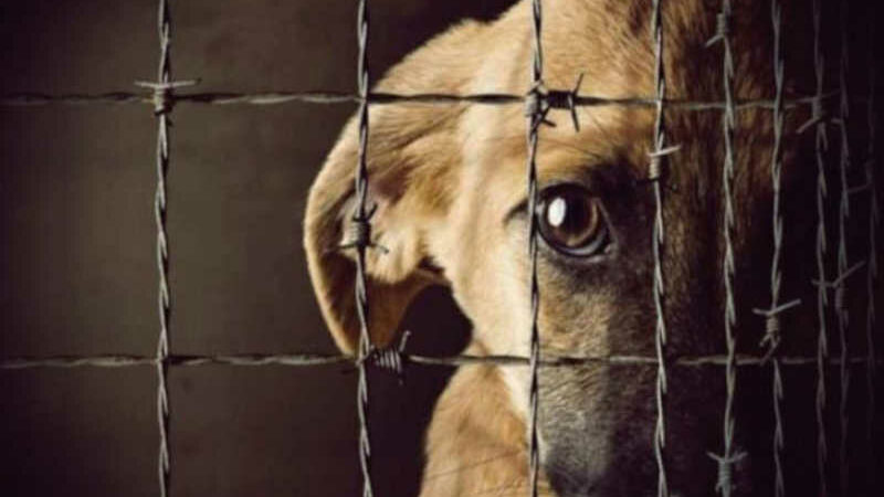 No Peru, autoridades podem ser denunciadas caso se recusem a intervir perante o abandono ou abuso animal