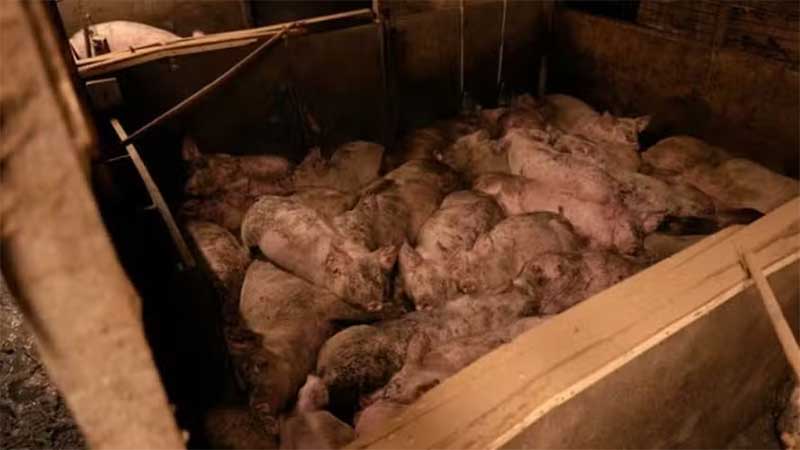 Fazenda pode ser processada por maus-tratos a suínos, no Reino Unido