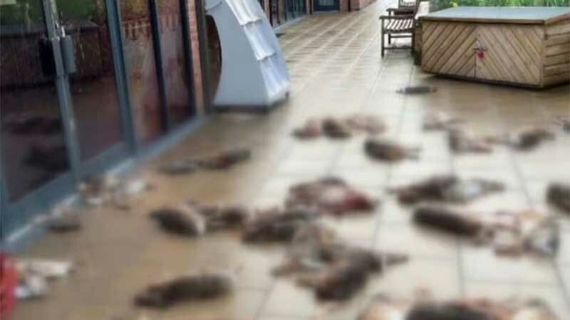 Vilarejo do Reino Unido em estado de choque quando 50 animais mortos foram despejados do lado de fora de loja e da escola primária