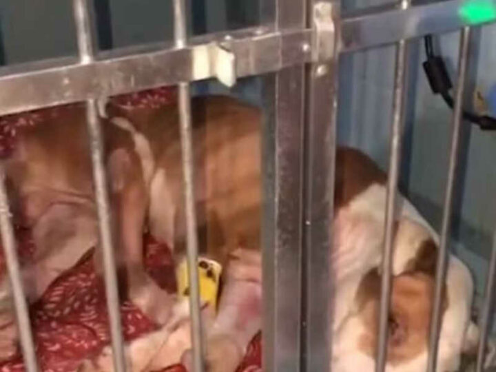 Morre cachorro resgatado amarrado em caçamba de lixo na zona norte do Rio