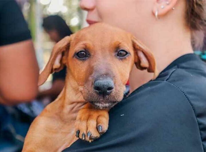 Prefeitura de Porto Velho (RO) passa a ofertar atendimento gratuito para cães e gatos a partir do dia 2 de abril