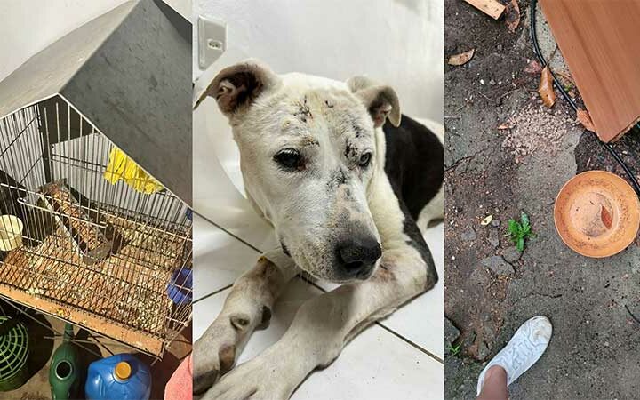 Caso de maus-tratos a animais e agressão contra voluntária de ONG é registrado em Caxias do Sul, RS