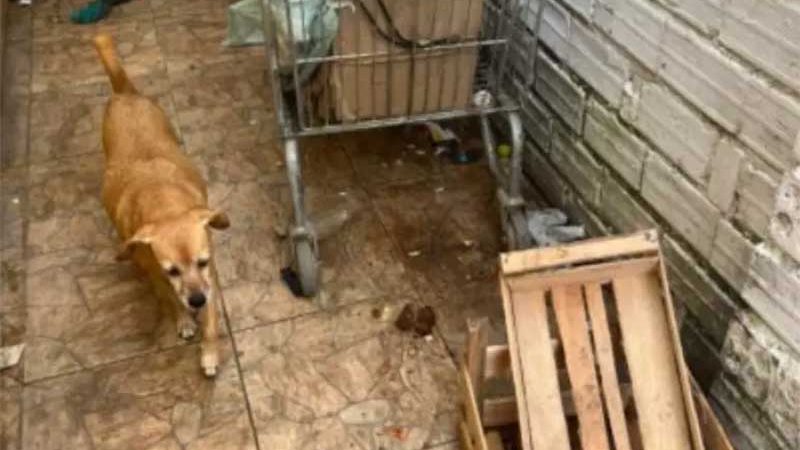 Animais são resgatados e mulher é presa por maus-tratos em Porto Alegre