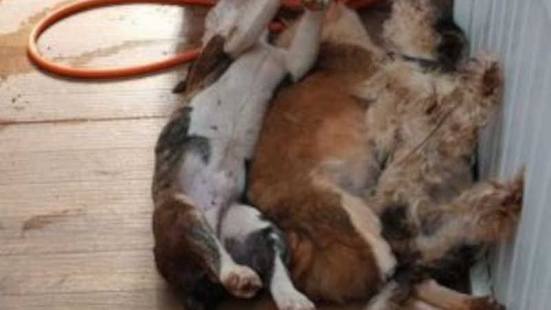 Cães são envenenados em Tapera, RS