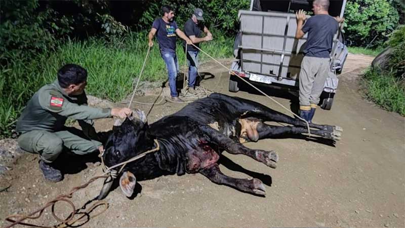 Animal é abandonado ferido após farra do boi em Balneário Camboriú, SC