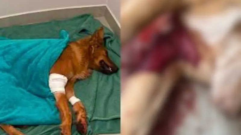Cão é encontrado morto a facadas no Sul de SC, e voluntários denunciam caso à polícia