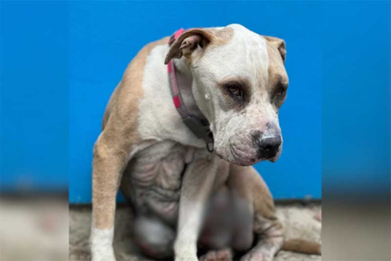 Casal é preso por manter cadela com tumores e larvas sem assistência médica em Florianópolis