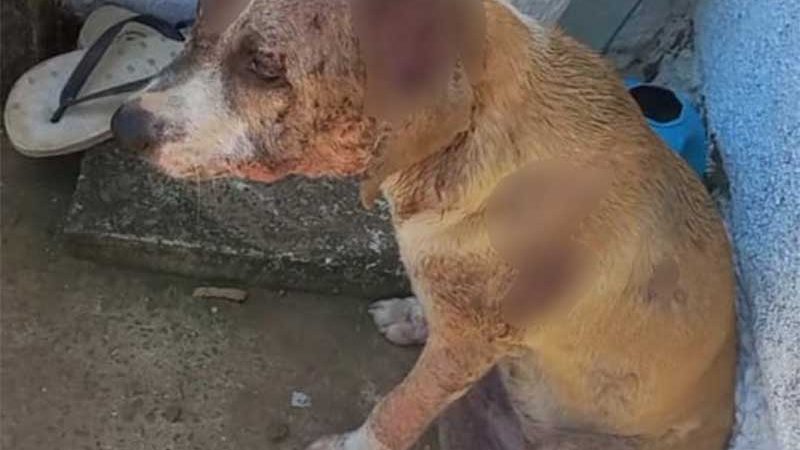 Moradora enfrenta desafios para salvar cachorra vítima de maus-tratos em Içara, SC