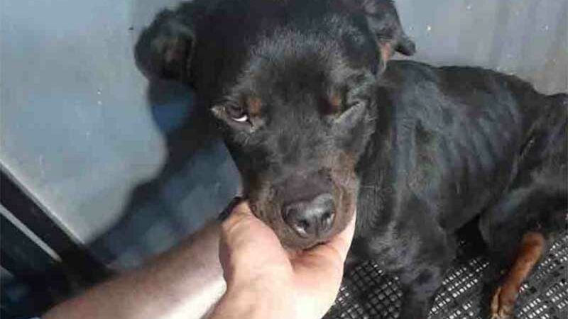 Cachorra que sofreu maus-tratos em Irineópolis (SC) sobrevive a cirurgia de amputação