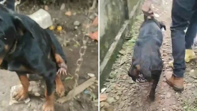 Tutor de rottweiler é preso por maus-tratos contra o cão, em Irineópolis, SC; vídeo