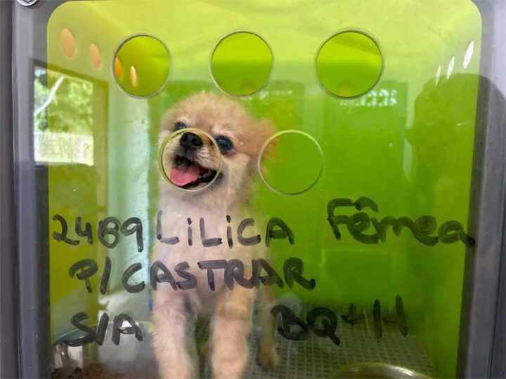 ‘Debilitados’, cães resgatados de canil em SC recebem tratamento; saiba como adotá-los