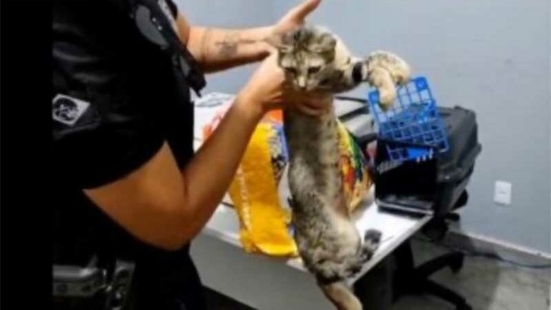 Mulher é flagrada usando gata para entrar com materiais em presídio sergipano
