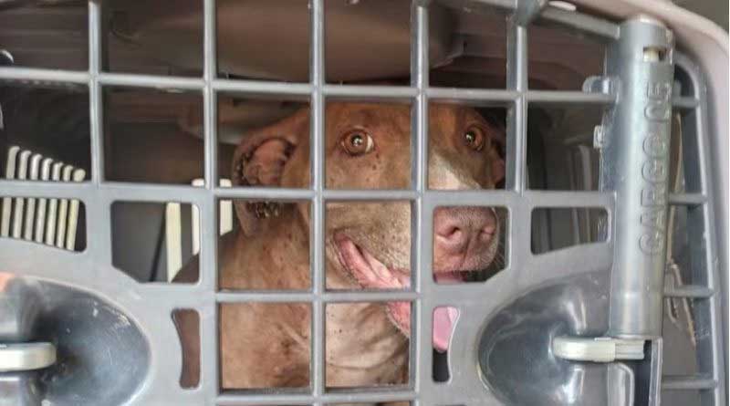 Polícia Ambiental resgata cachorra infestada de parasitas; tutora leva multa de R$ 3 mil e ainda responderá por crime