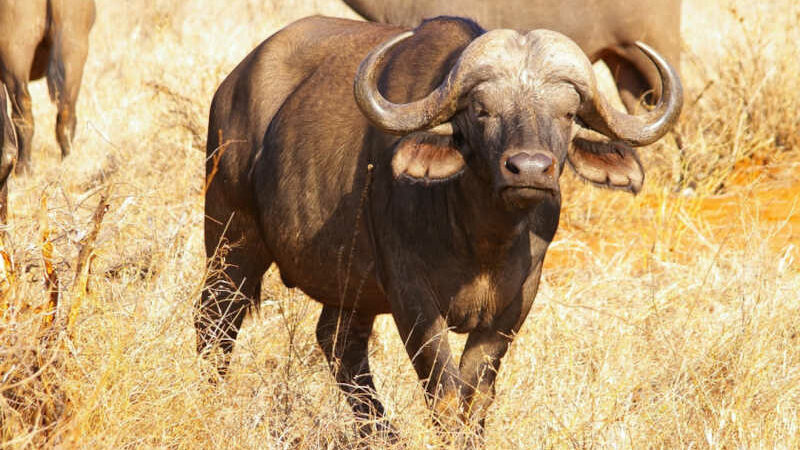 ONG internacional doa 10 mil dólares para ONGs responsáveis pelas búfalas de Brotas