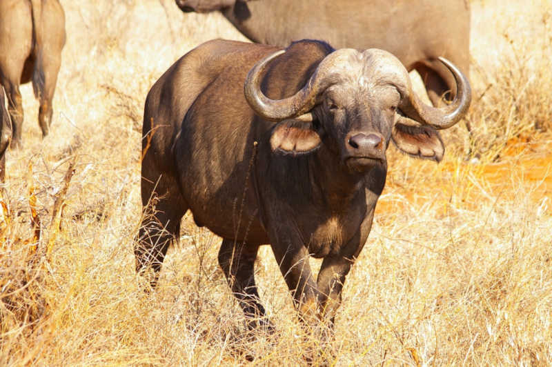 ONG internacional doa 10 mil dólares para ONGs responsáveis pelas búfalas de Brotas