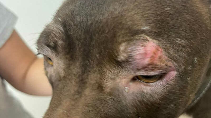 Cachorro com sinais de maus-tratos é encontrado em Campinas, SP