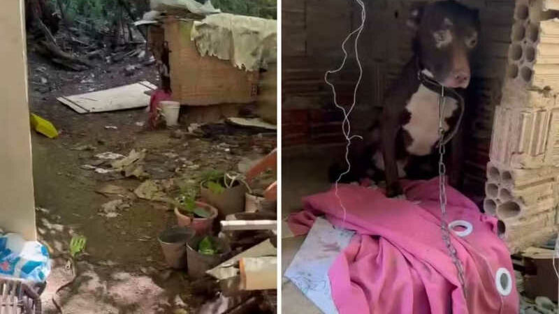 Pit bull é resgatado em situação de maus-tratos em Campinas, SP; vídeo